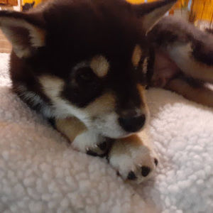 Meet your Posher, Shamalay